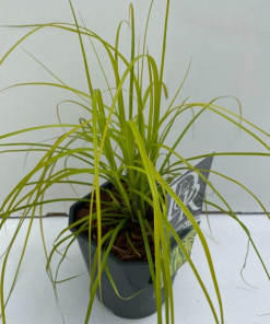 Carex oshimensis EVERCOLOR EVERILLO