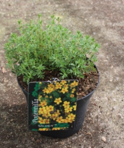 Potentilla fruticosa BELLA LINDSEY