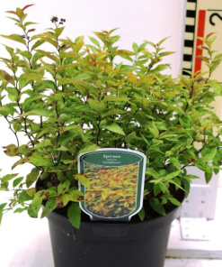 Spiraea japonica ‘Goldflame’
