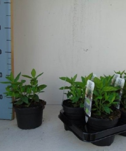 Mentha spicata SPEARMINT