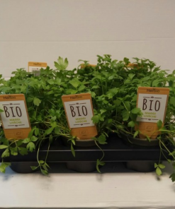 Levisticum officinale