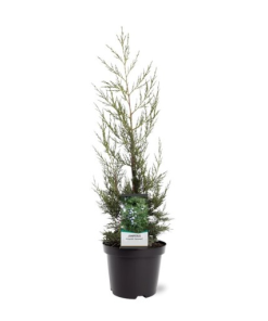 Juniperus chinensis ‘Keteleeri’