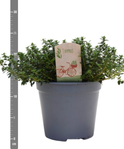 Thymus x citriodorus