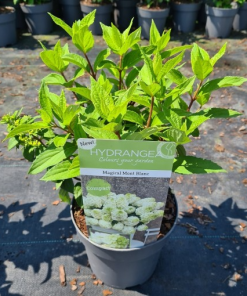 Hydrangea paniculata MAGICAL MONT BLANC
