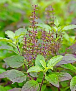 Fiche résumée Basilic sacré ou Tulsi  format pdf à imprimer vous même