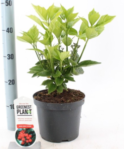 Aucuba japonica ‘Rozannie’