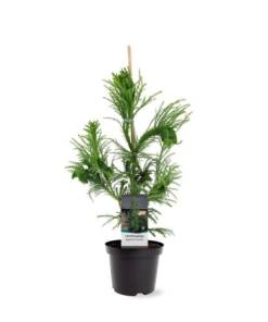 Cryptomeria japonica ‘Cristata’