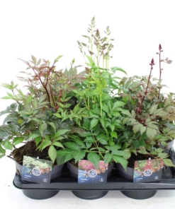 Astilbe MIX