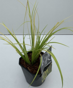 Acorus gramineus ‘Golden Delight