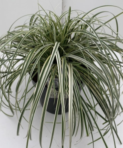 Carex ‘Feather Falls