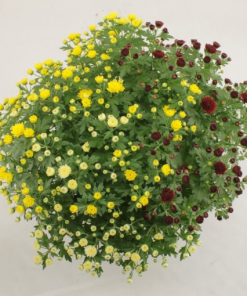 Chrysanthemum JASODA MIX IN POT