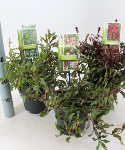 Gaura lindheimeri GAMBIT MIX