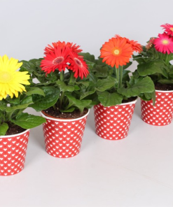 Gerbera MIX