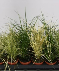 Carex testacea PRAIRIE FIRE COLORGRASS