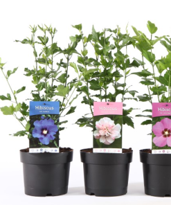 Hibiscus syriacus MIX