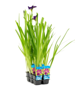 Iris ‘Black Gamecock