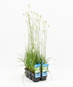 Eriophorum angustifolium