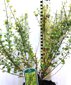 Betula nana ‘Golden Treasure’