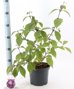 Callicarpa bodinieri ‘Profusion’