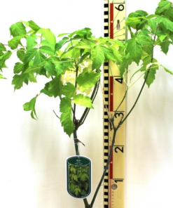 Acer negundo ‘Kelly’s Gold’