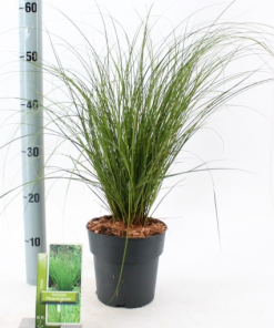 Carex ‘Phoenix Green’