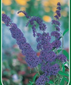 Buddleja davidii ‘Nanho Blue’