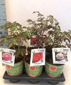 Paeonia MIX