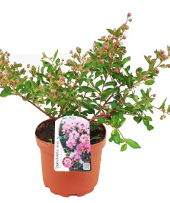 Lagerstroemia indica MIX