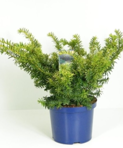 Taxus baccata ‘Summergold’