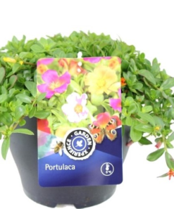 Portulaca MELANGE EN POT