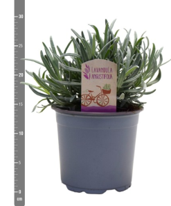 Lavandula angustifolia