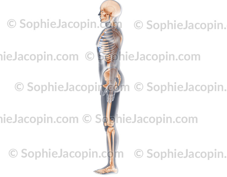 SQUELETTE HOMME PROFIL – Image 3