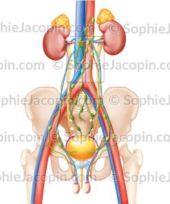LYMPHADÉNECTOMIE