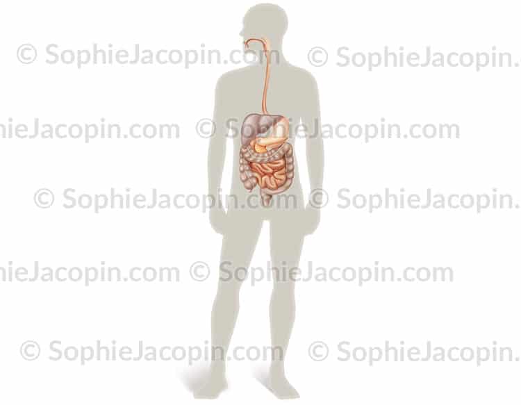 SYSTÈME DIGESTIF – Image 2