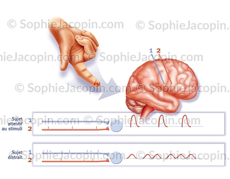 STIMULATION SENSORIEL – Image 2