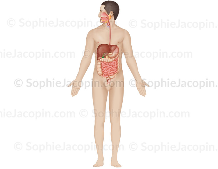 ANATOMIE DE L’APPAREIL DIGESTIF