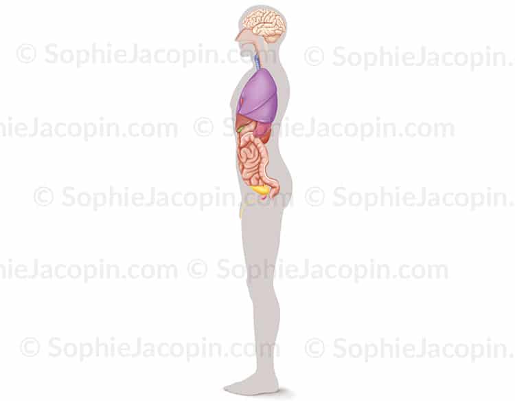 SQUELETTE HOMME PROFIL – Image 5