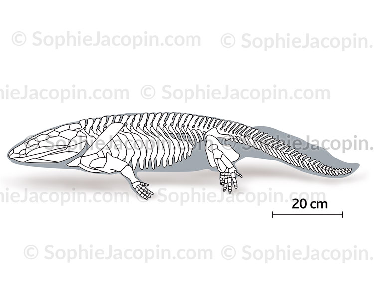 SQUELETTE D’UN ARCHÆOPTÉRIX – Image 3