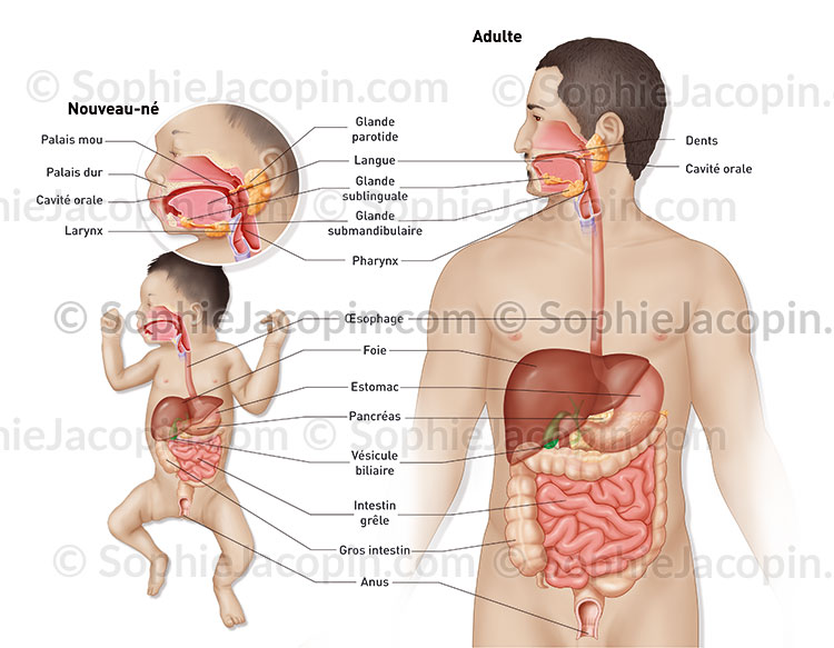 ANATOMIE DE L’APPAREIL DIGESTIF – Image 3